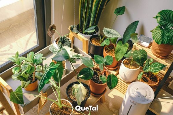 5 Plantas que atraen la mala suerte y que no deberías tener en el interior de tu hogar